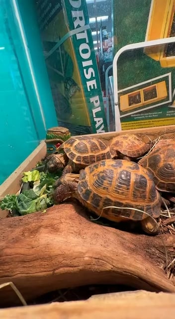 Unknown Russian Tortoise reptile for sale at New Haven. video thumbnail