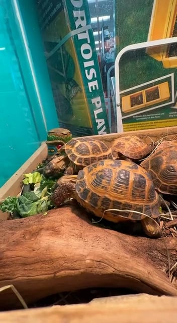 Unknown Russian Tortoise reptile for sale at New Haven. video thumbnail