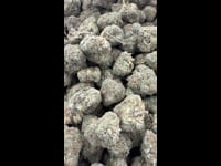 Mango Zkittlez