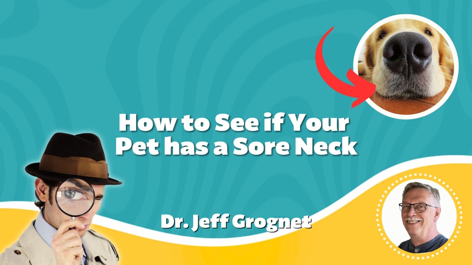 How to See if Your Pet has a Sore Neck