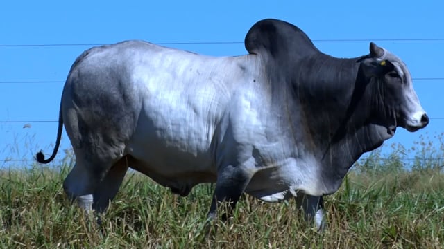 Lote 45