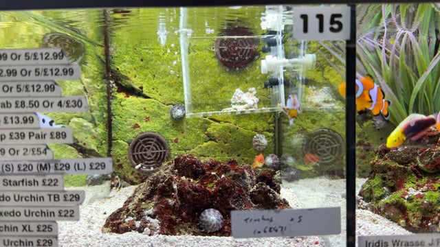 Storm Clownfish pair WYSIWYG 18 video