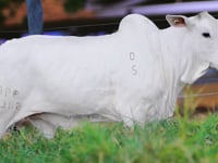 Lote 03