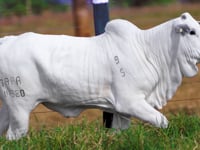 Lote 02