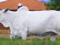 Lote 07