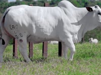 Lote 17