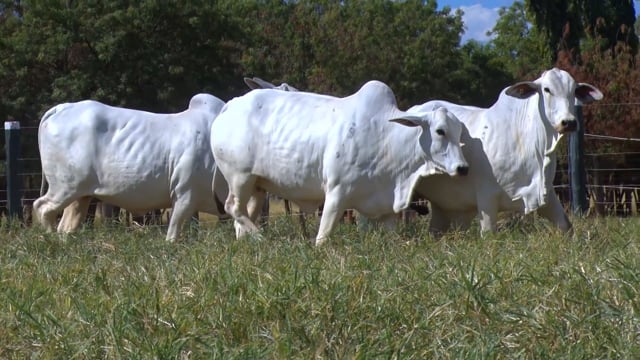 Lote 20