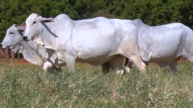 Lote 22