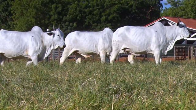 Lote 26