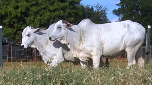 Lote 25
