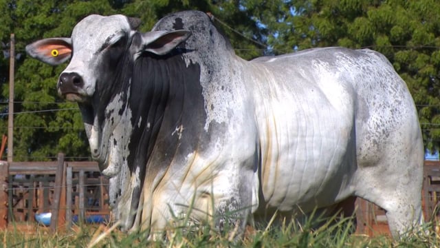 Lote 06