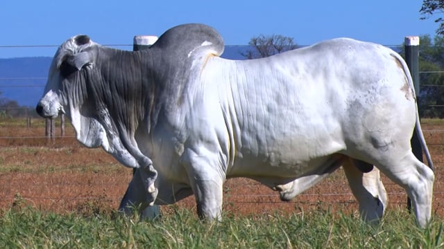 Lote 07