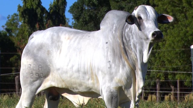 Lote 09