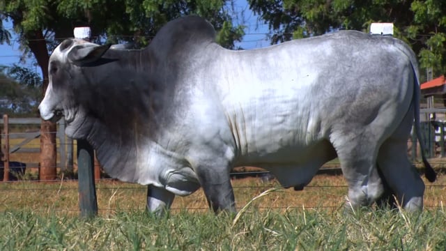 Lote 11