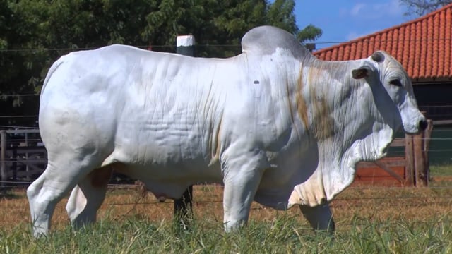 Lote 19