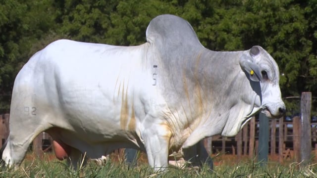 Lote 23