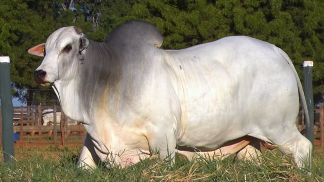 Lote 24