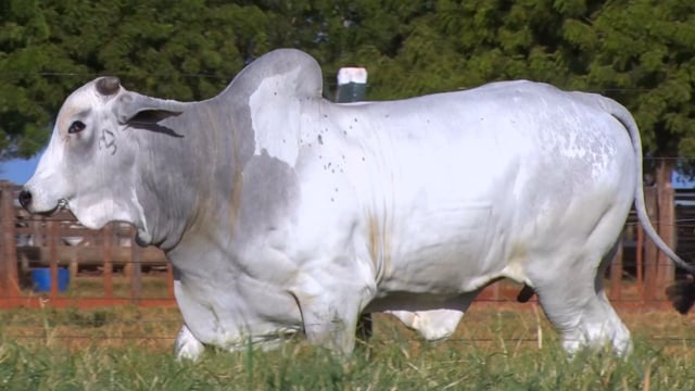 Lote 26