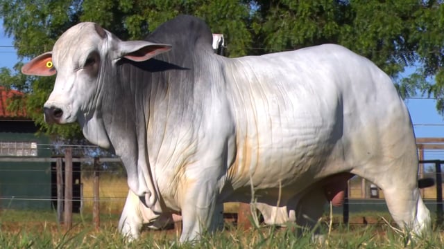 Lote 44