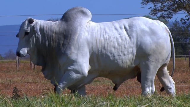 Lote 46