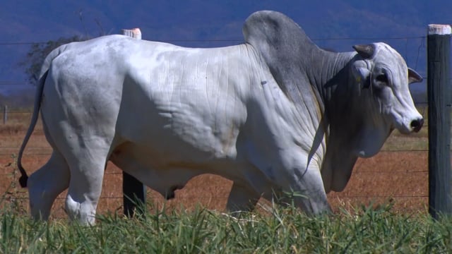 Lote 50