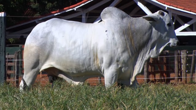 Lote 51