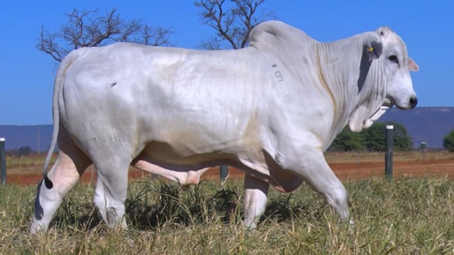 Lote 54