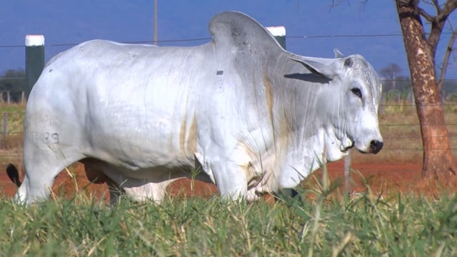 Lote 60