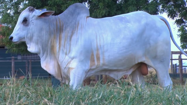 Lote 66