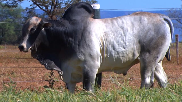 Lote 67