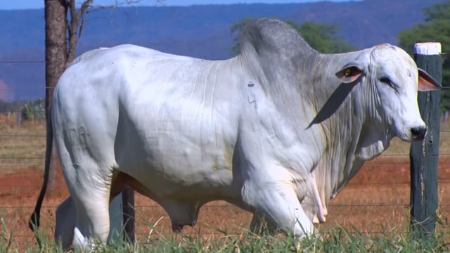 Lote 73