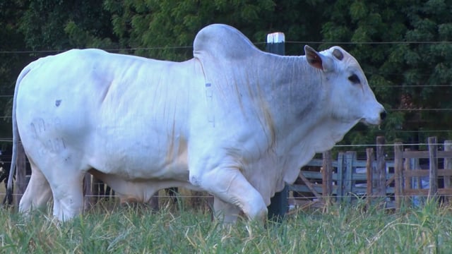 Lote 74