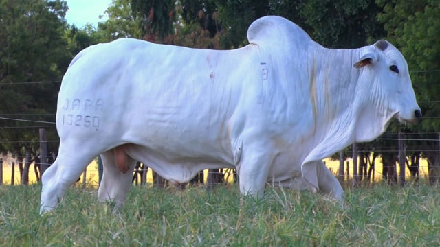 Lote 75