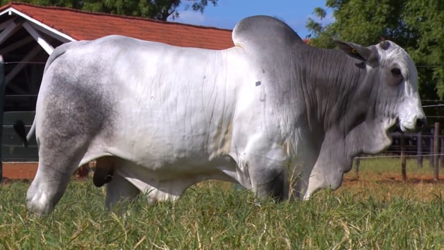Lote 76