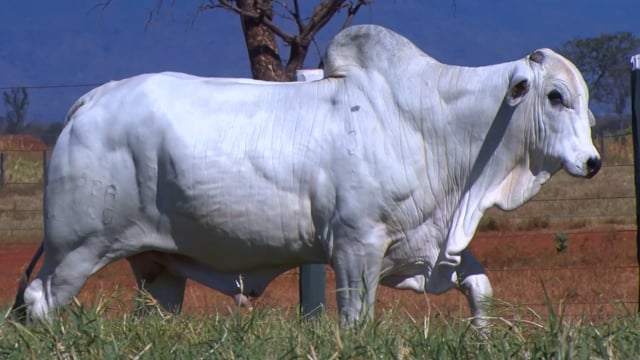 Lote 77