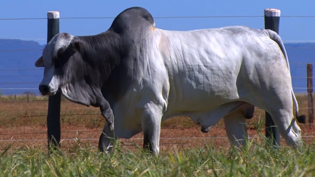 Lote 83