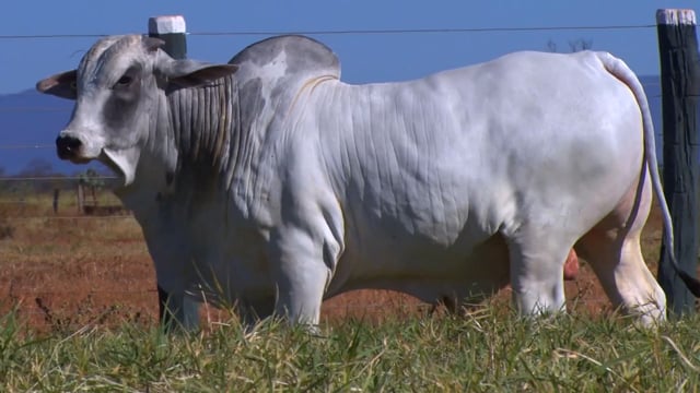 Lote 110