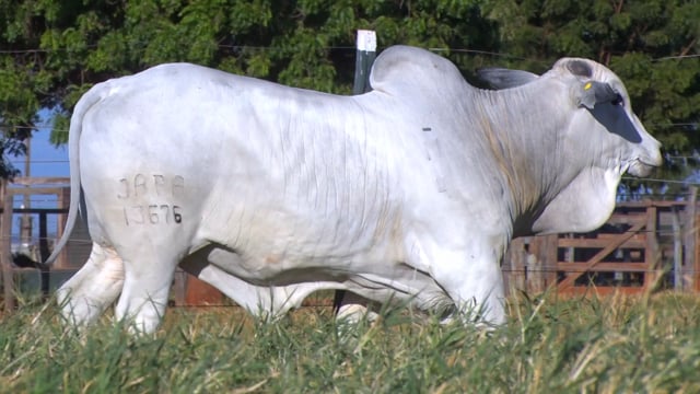 Lote 117