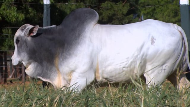 Lote 114