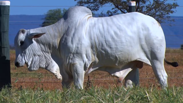 Lote 122