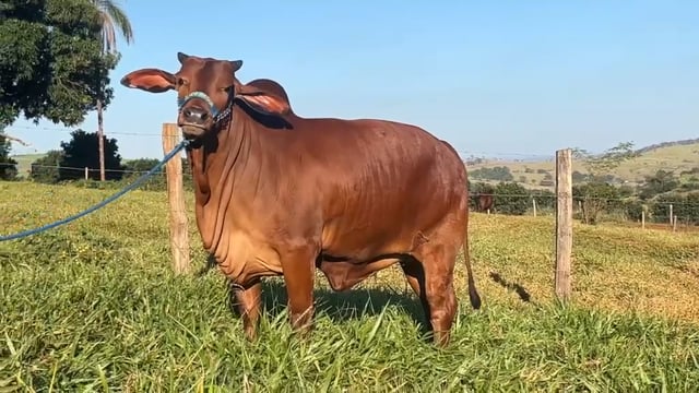 Lote 01