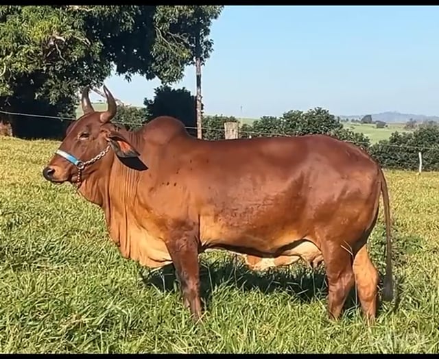 Lote 03
