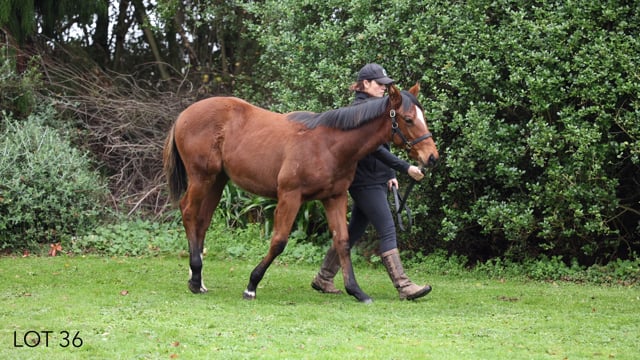 Lot 36