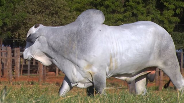 Lote 47