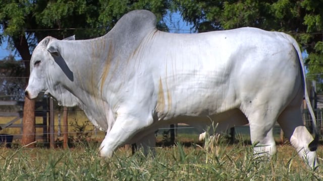 Lote 63