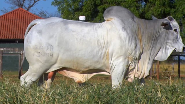 Lote 69