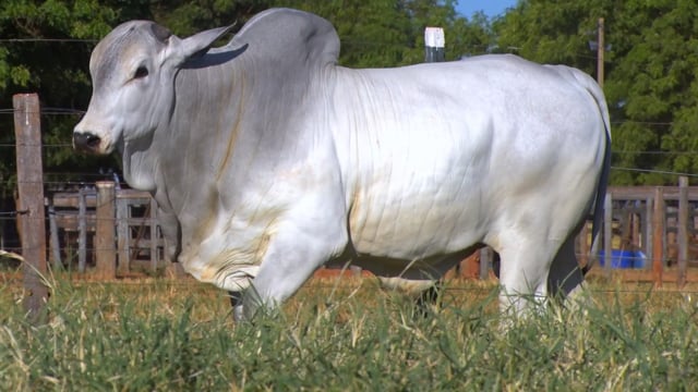 Lote 94