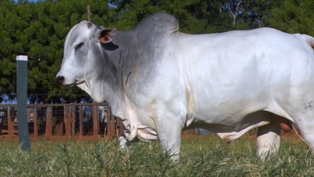 Lote 102