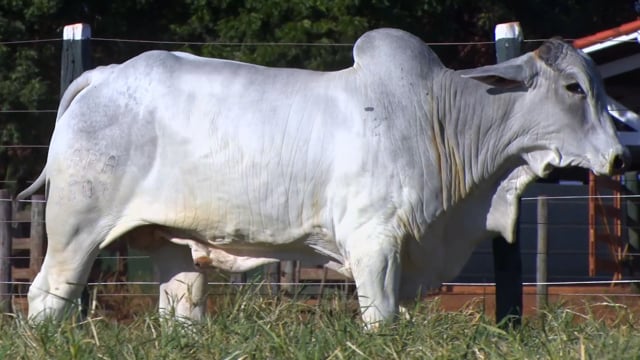 Lote 115