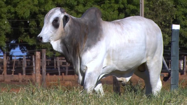 Lote 116